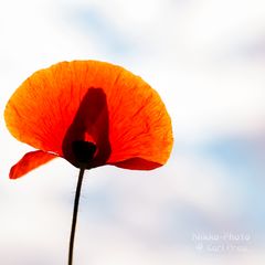 Mohn Mono