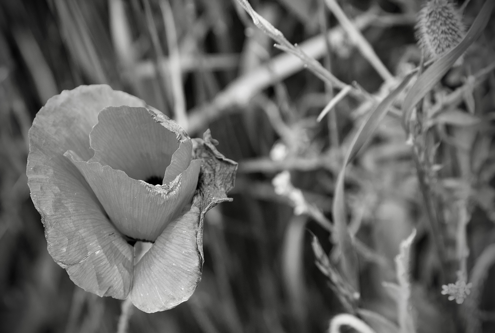 Mohn monochrom 