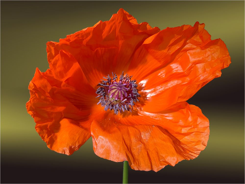 Mohn mr xxxx mit Stengel