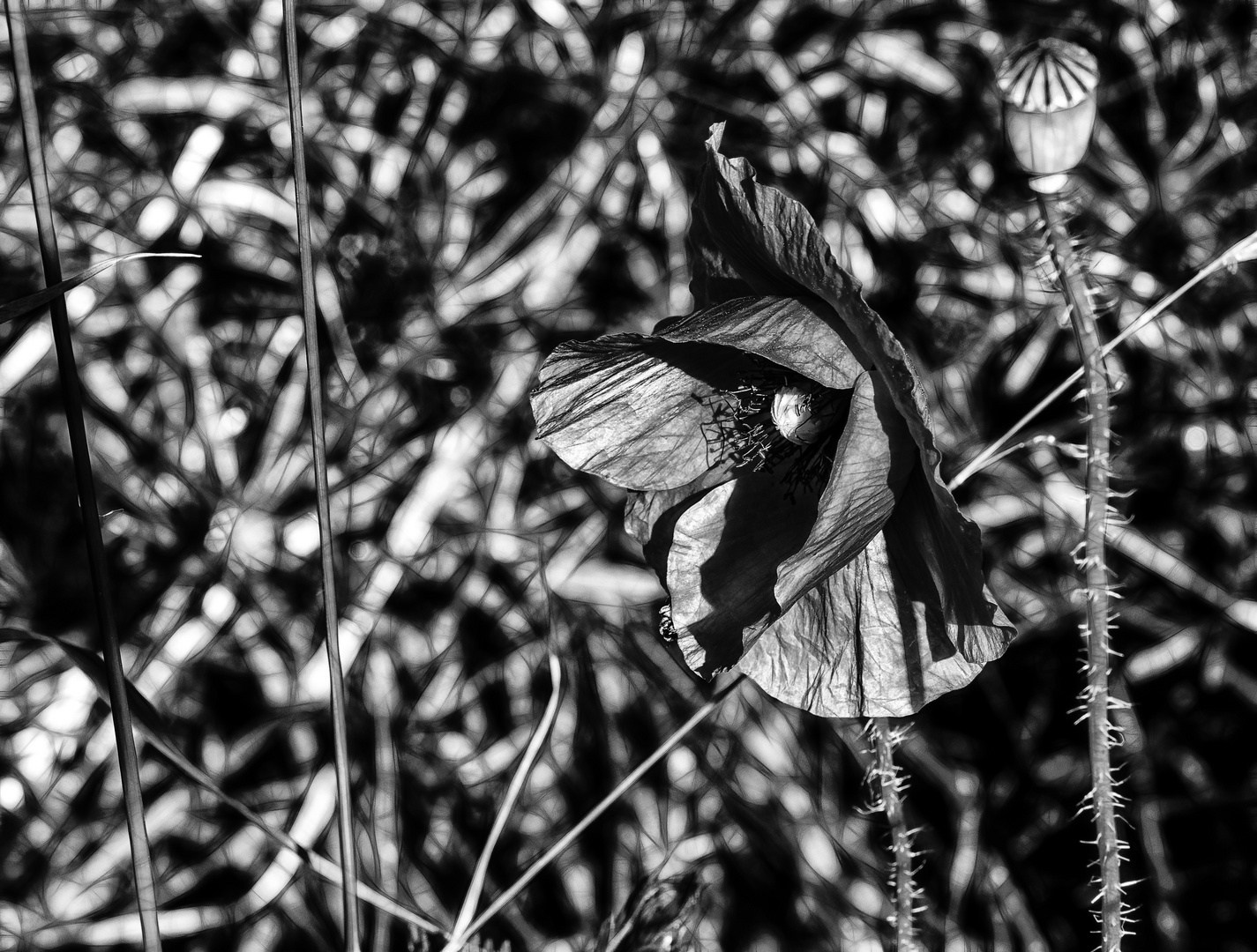 ... mohn mus nicht rot sein           