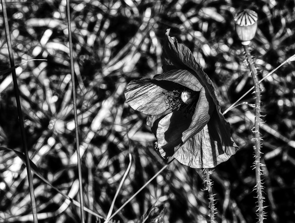 ... mohn mus nicht rot sein           