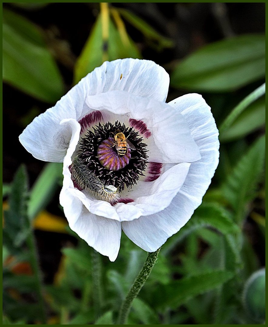 ... Mohn muss nicht immer ROT sein ...