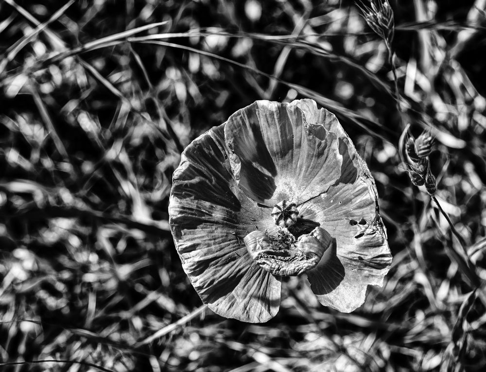 ... mohn muss nicht rot sein   