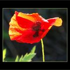 Mohn - nach dem großen Regen