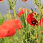 Mohn nach dem Regen