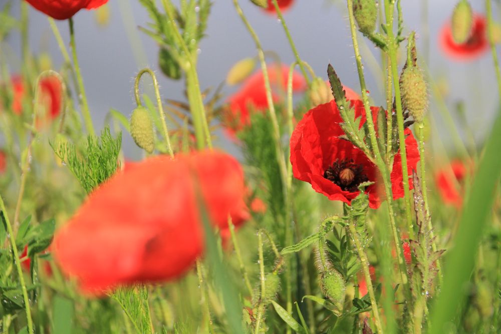 Mohn nach dem Regen