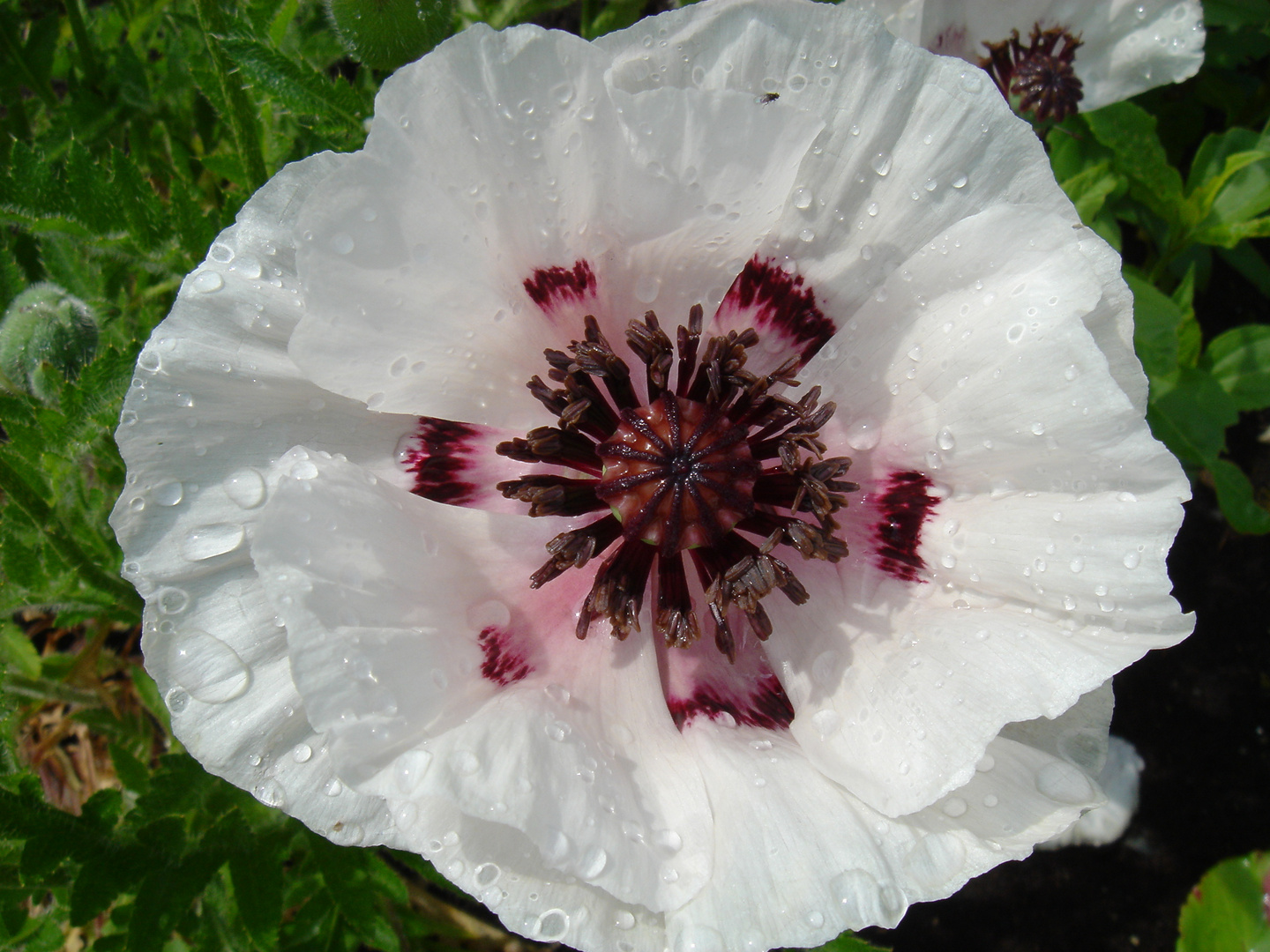 Mohn nach dem Regen