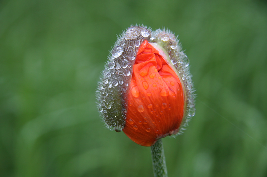 Mohn nach dem Regen (2)