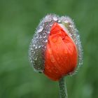 Mohn nach dem Regen (2)