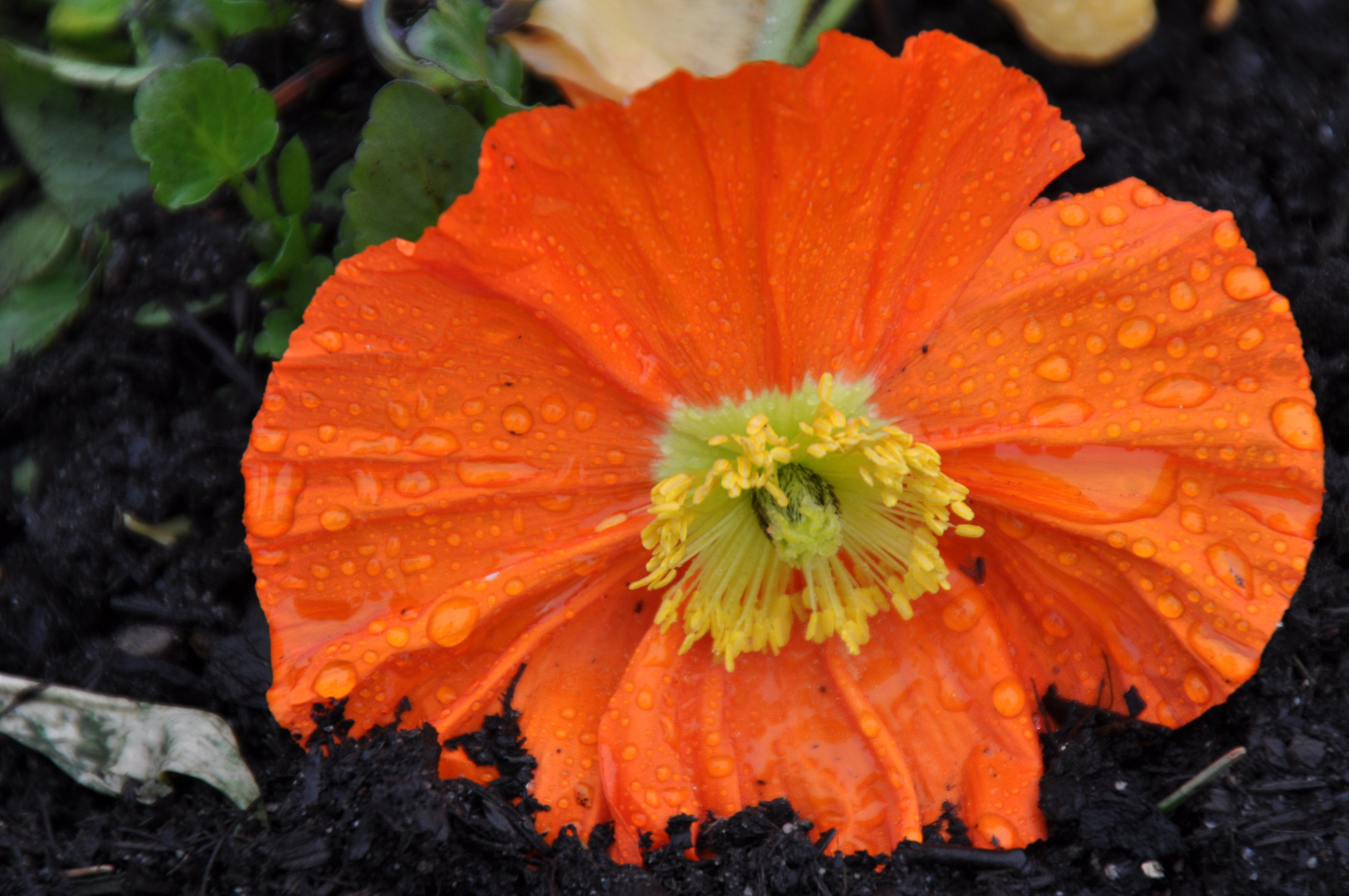 Mohn nach dem Regen 2