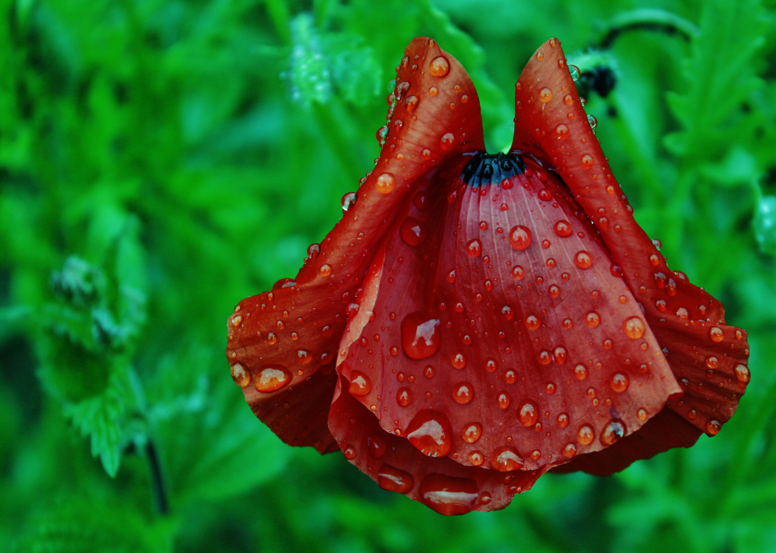 Mohn nach dem Regen