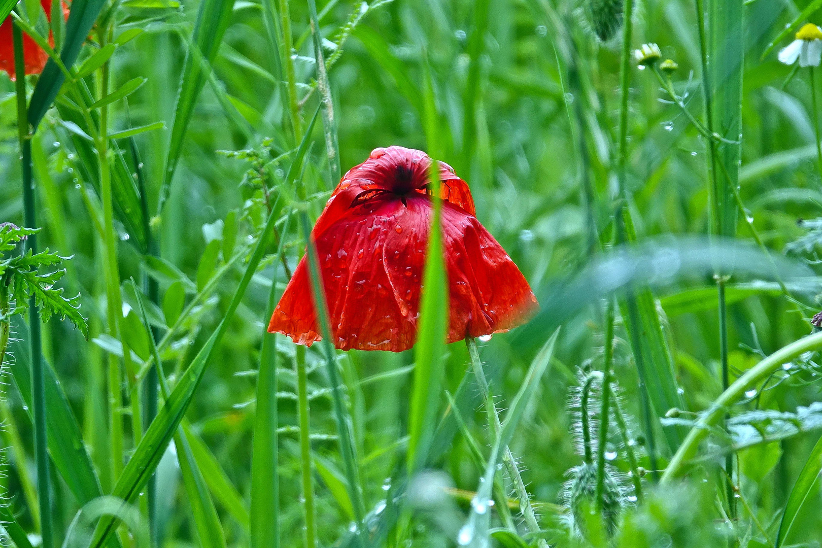 Mohn nach dem Regen