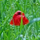 Mohn nach dem Regen