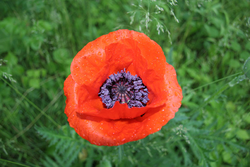 Mohn nach dem Regen (3)