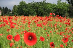 Mohn nach dem Regen