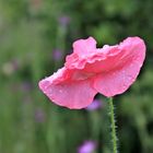 Mohn nach dem Regen