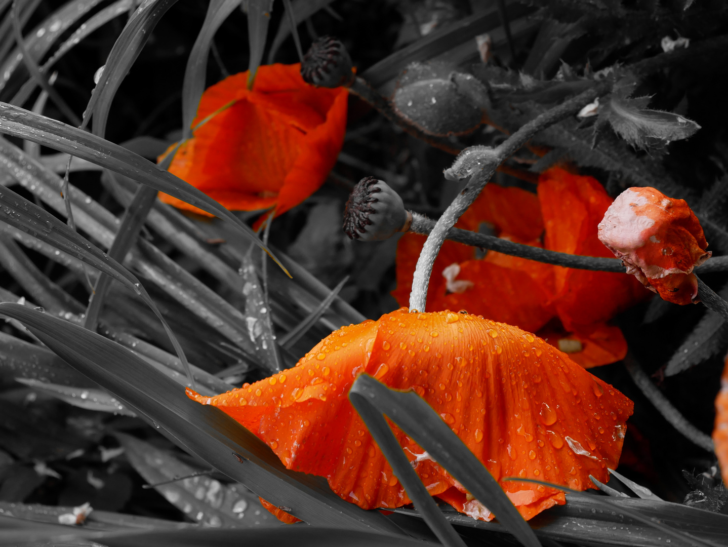 Mohn nach dem Regen