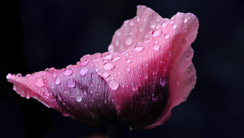 Mohn nach dem Regen