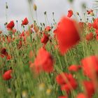 Mohn nach dem Regen