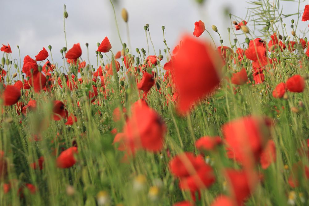 Mohn nach dem Regen