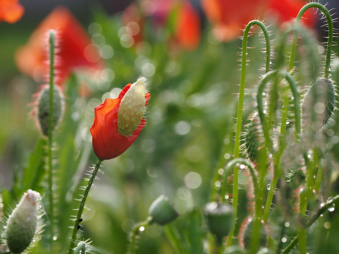 mohn nach dem regen