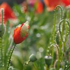 mohn nach dem regen