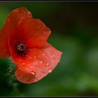 Mohn nach dem Regen