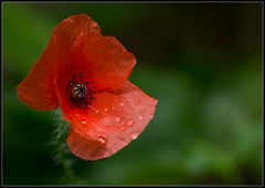 Mohn nach dem Regen