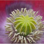 Mohn nach dem Regen