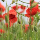 Mohn nach dem Regen