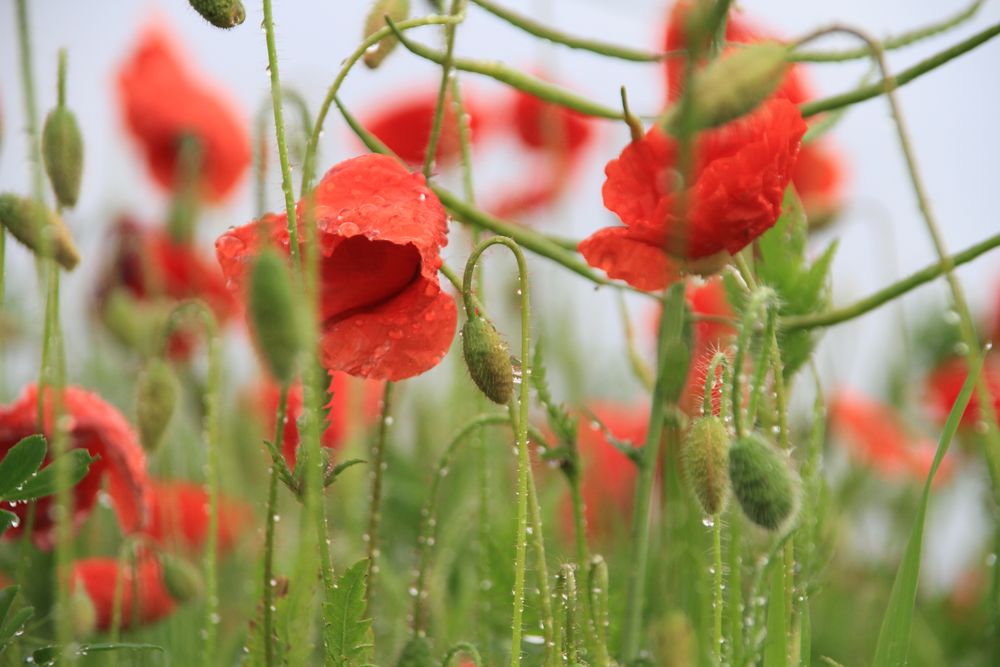 Mohn nach dem Regen