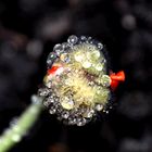 Mohn nach dem Regen