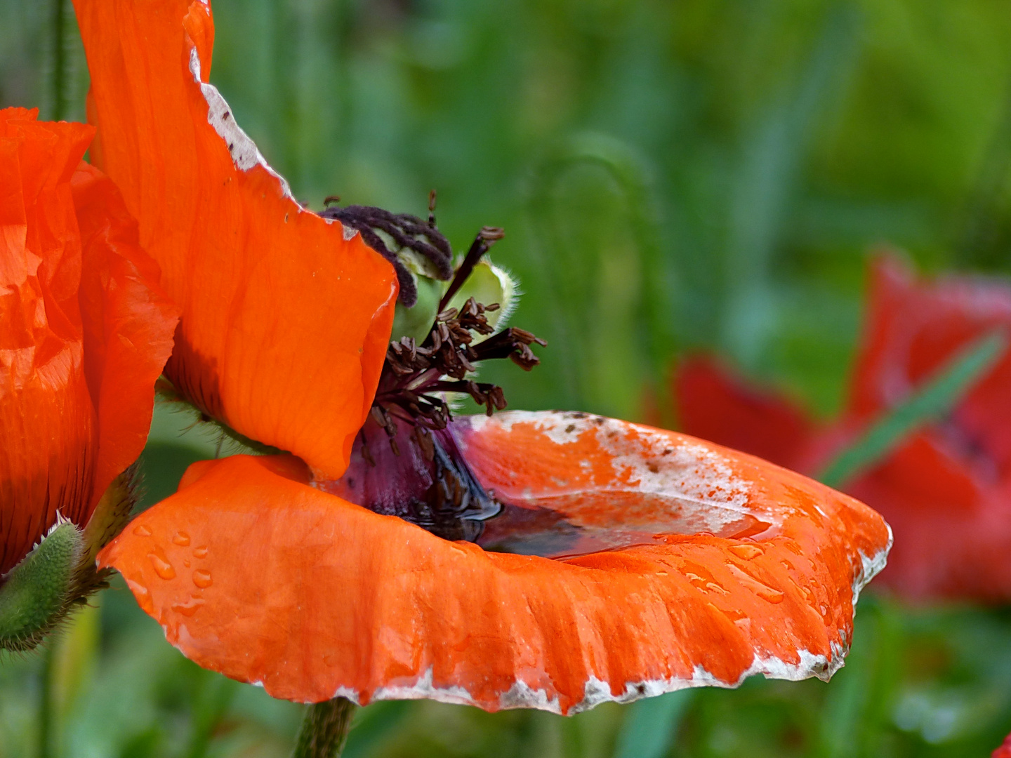 Mohn nach dem Regen            mein Mittwochsblümchen 