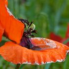 Mohn nach dem Regen            mein Mittwochsblümchen 