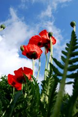 Mohn nach einem Gewitterregen