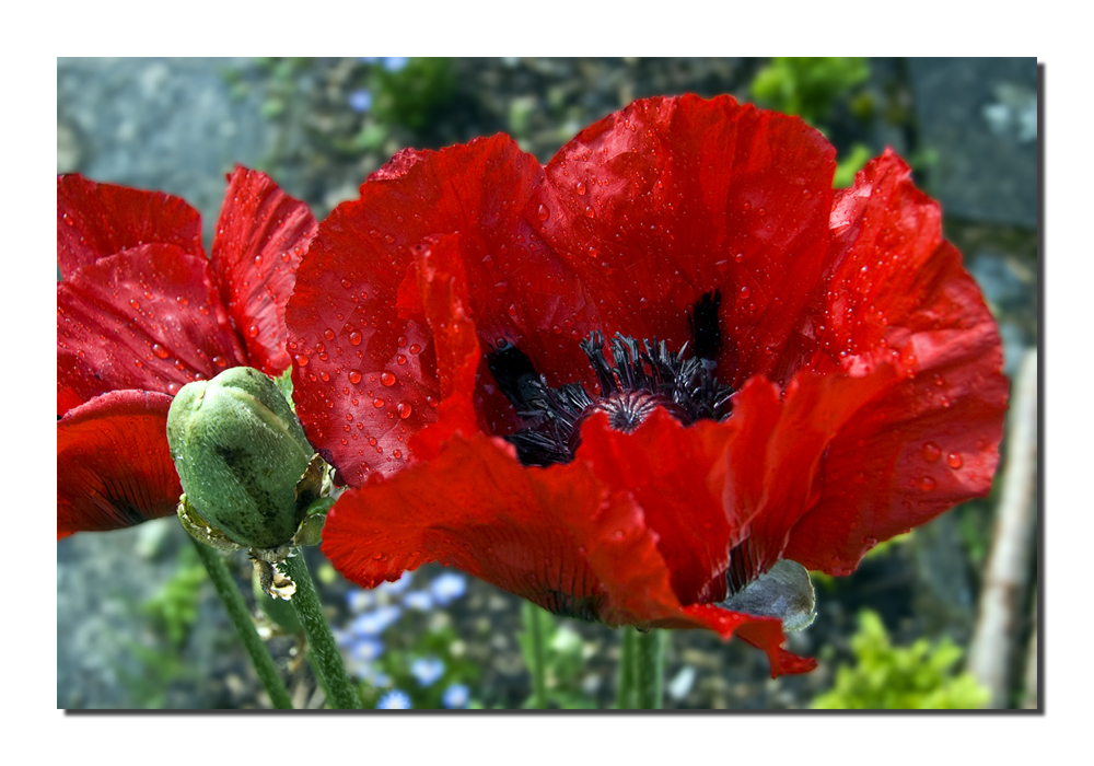 Mohn, nach einem Regenguss