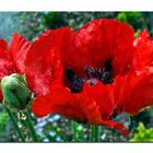 Mohn, nach einem Regenguss