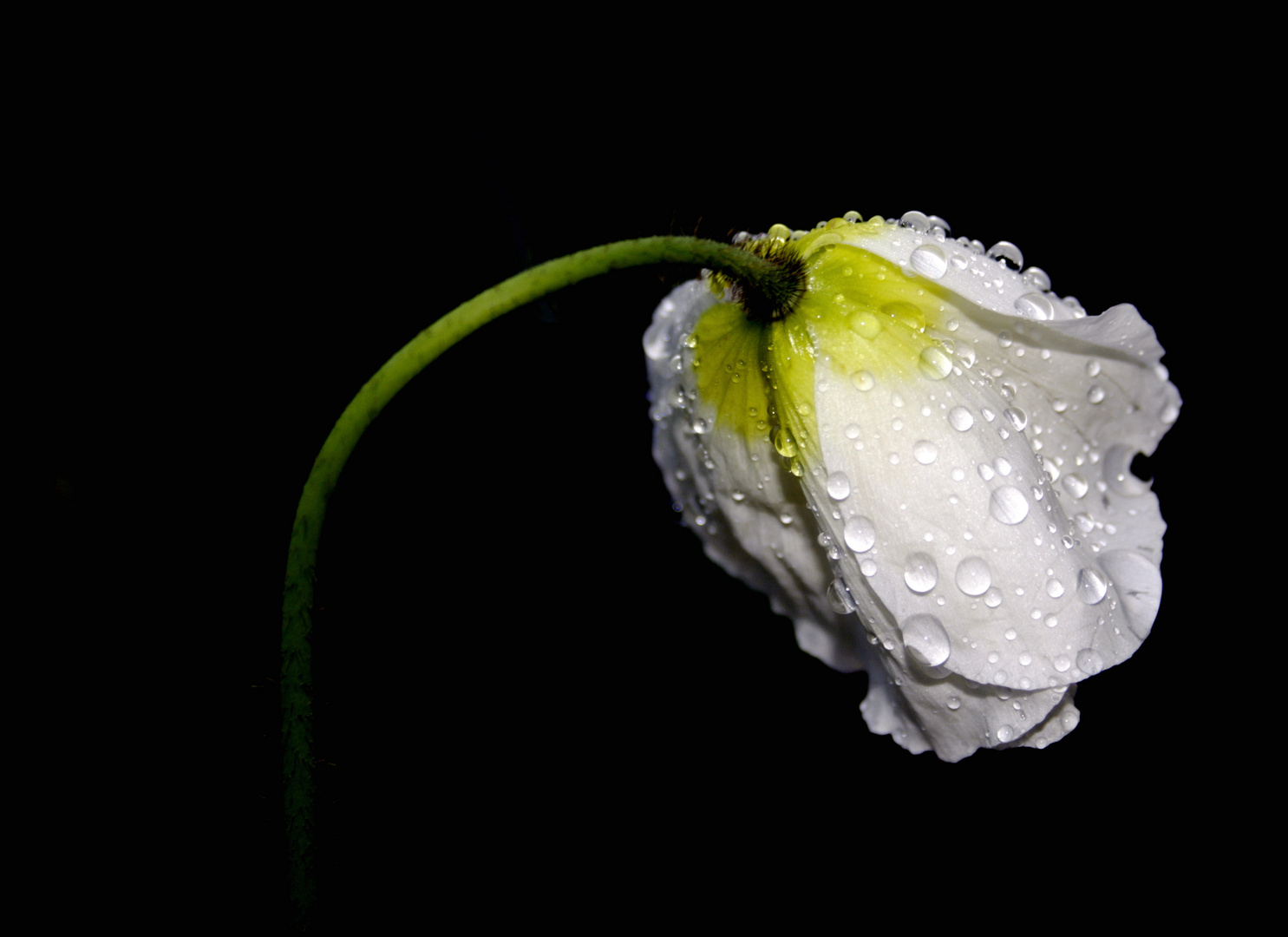 Mohn nach einem Regenschauer