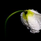 Mohn nach einem Regenschauer