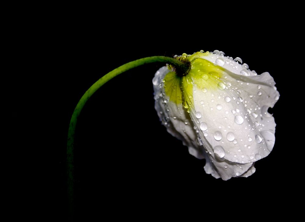 Mohn nach einem Regenschauer by Pambieni 