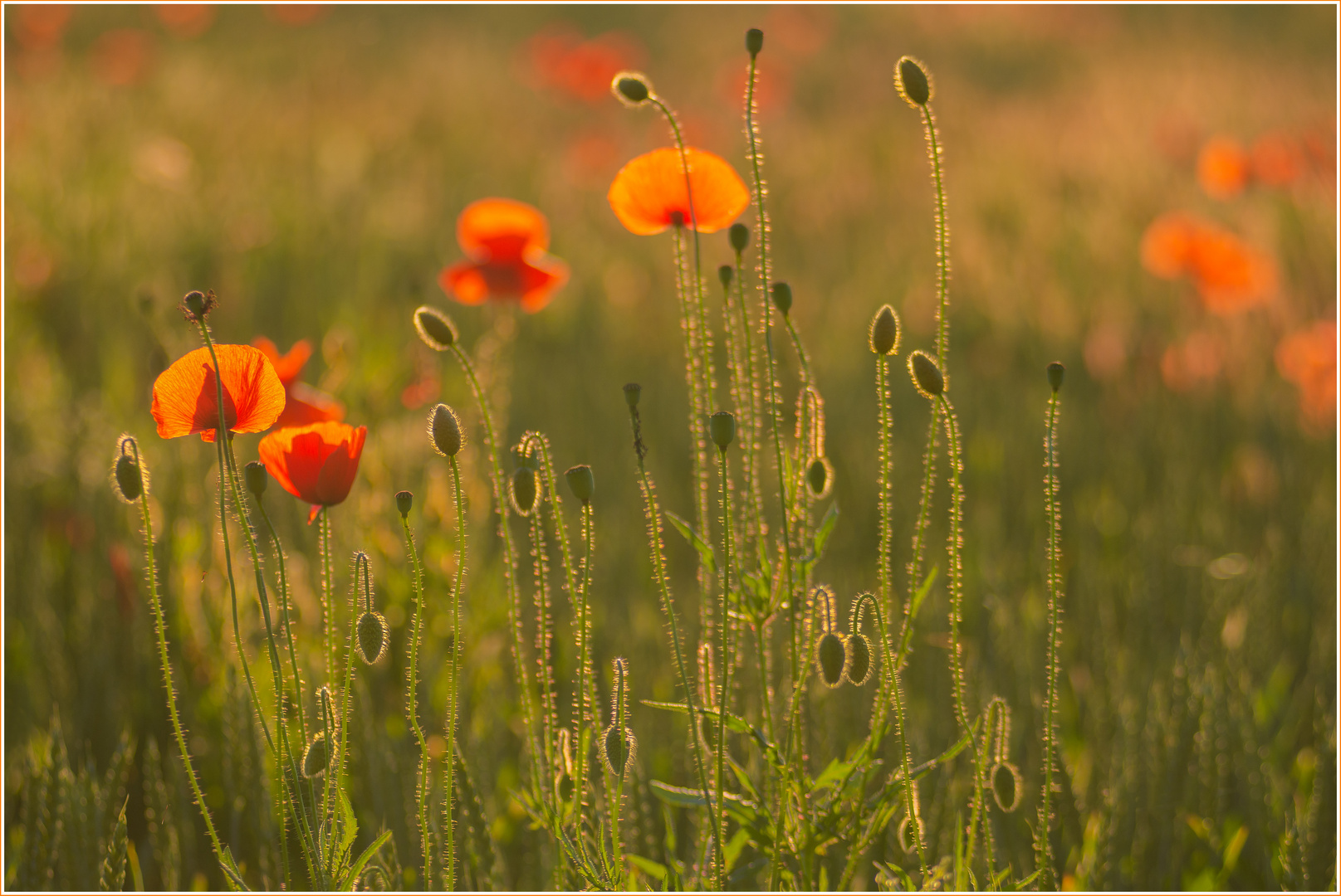 Mohn nach Monnet