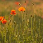 Mohn nach Monnet