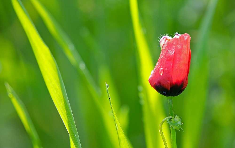 Mohn nach Regen