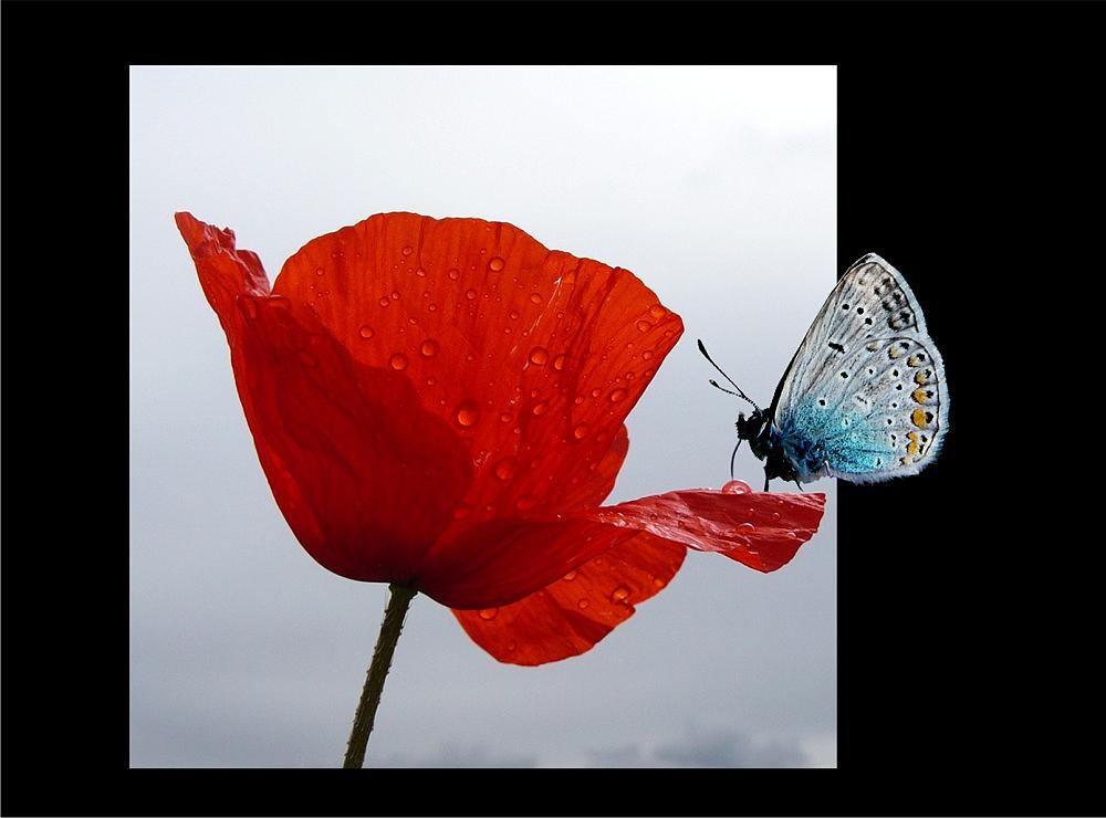 Mohn nach Regen