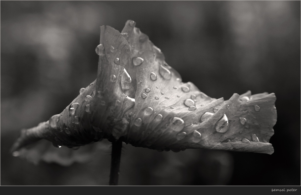 Mohn nach Regen