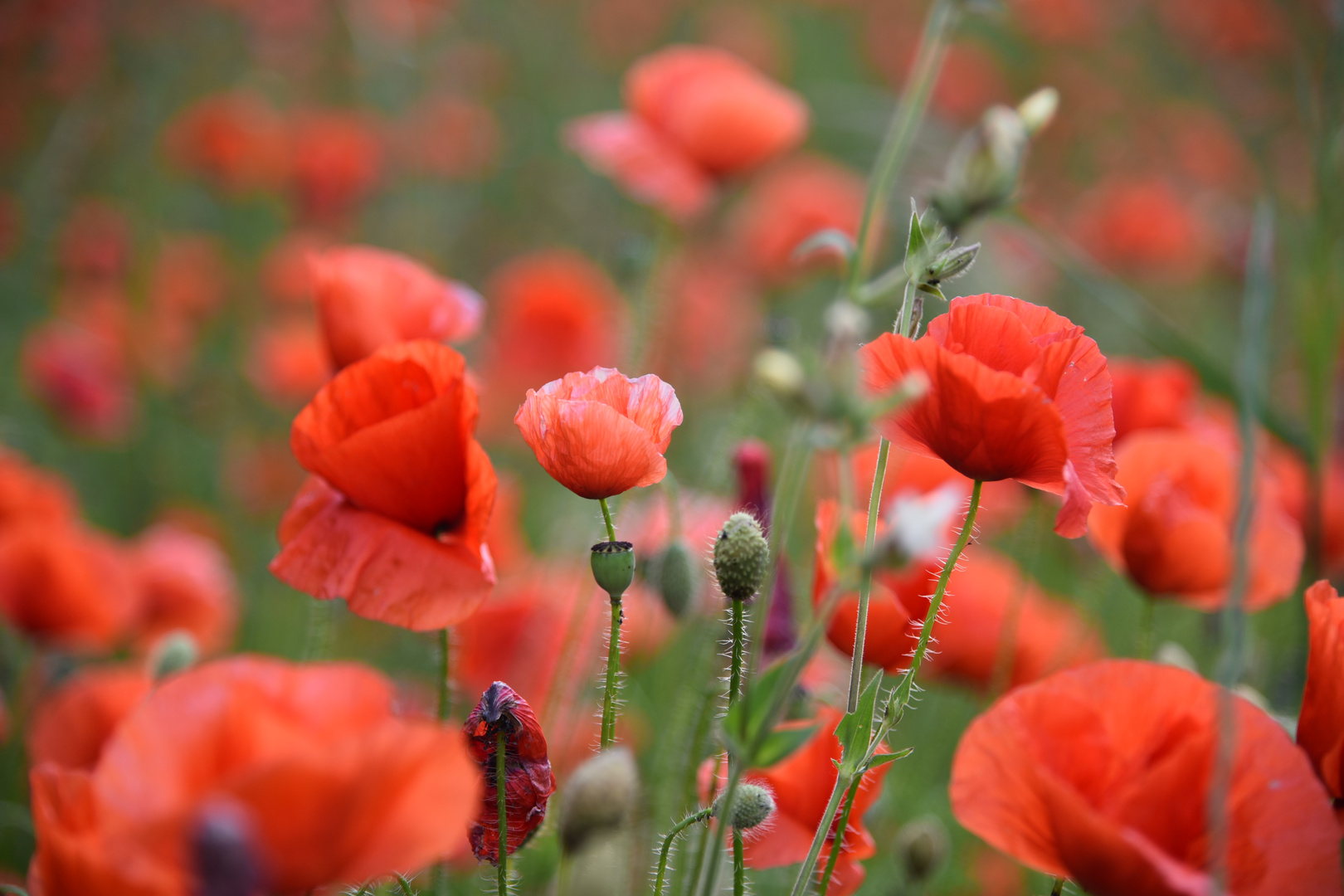 Mohn #Nachlese#