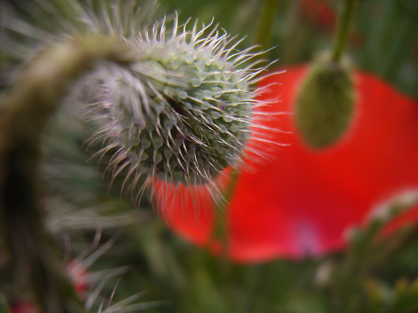 Mohn Nahaufnahme