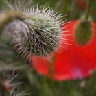 Mohn Nahaufnahme