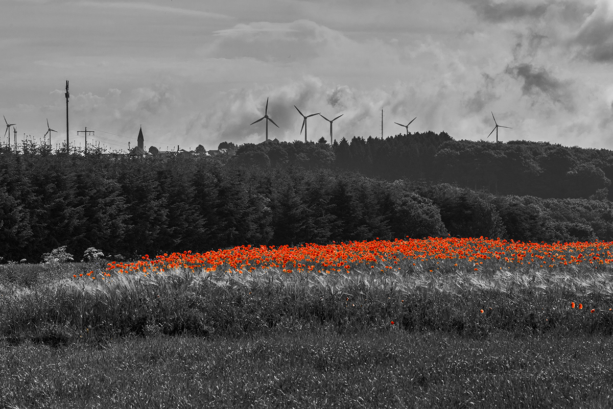 Mohn 'nd Landschaft