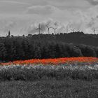 Mohn 'nd Landschaft